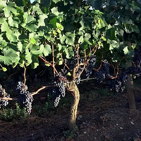 ベッド・アンド・ブレックファスト Au Des Vignes 3*