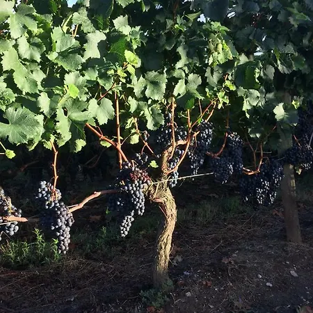 ベッド・アンド・ブレックファスト Au Des Vignes モンターニュ